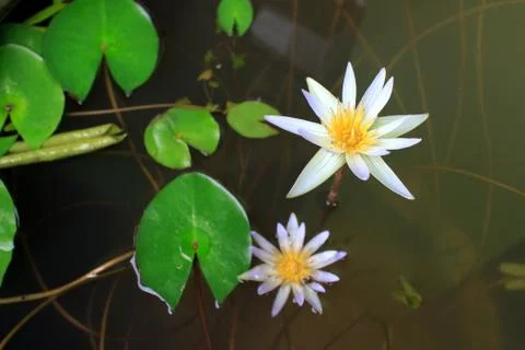 Lotus Stock Photos