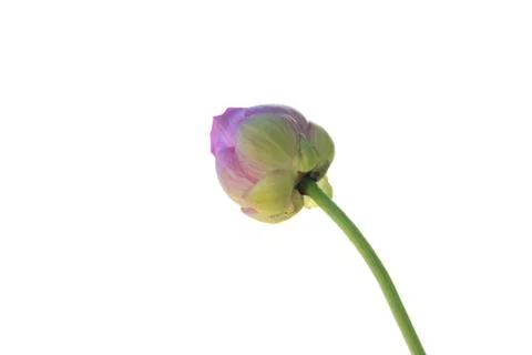 Lotus  Stock Photos