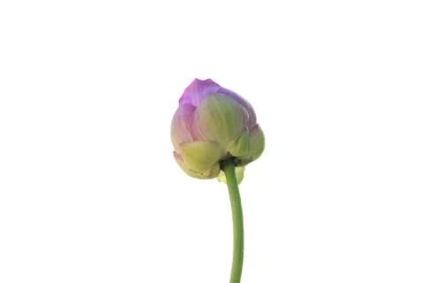 Lotus  Stock Photos