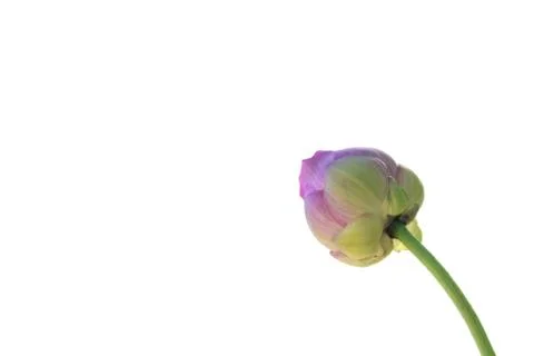 Lotus  Stock Photos