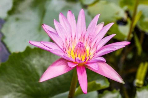 Lotus Stock Photos