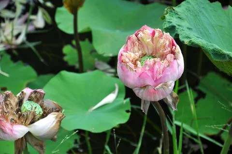Lotus Stock Photos