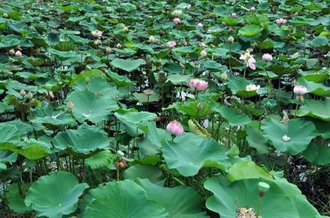Lotus Stock Photos