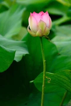 Lotus Stock Photos