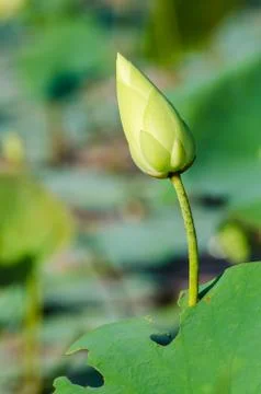 Lotus Fotos de archivo