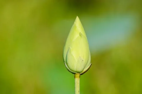 Lotus Fotos de archivo