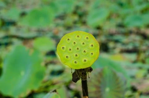 Lotus Fotos de archivo