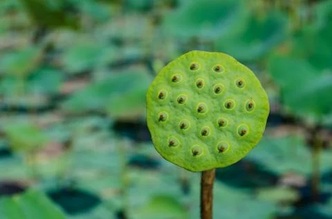 Lotus Fotos de archivo