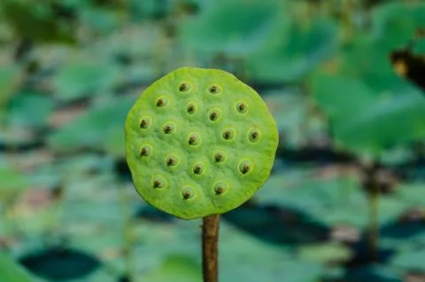 Lotus Fotos de archivo