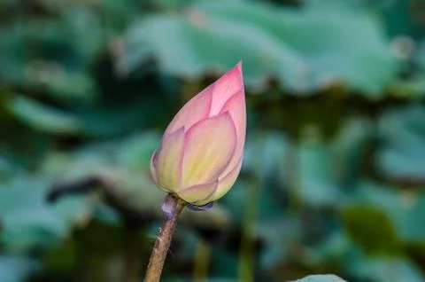 Lotus Fotos de archivo