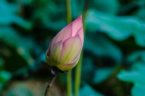 Lotus Fotos de archivo