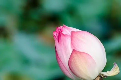 Lotus Fotos de archivo