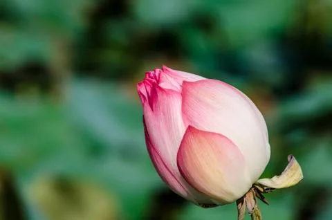 Lotus Fotos de archivo