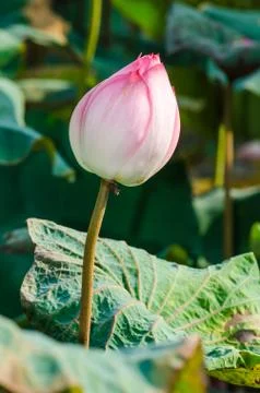 Lotus Fotos de archivo