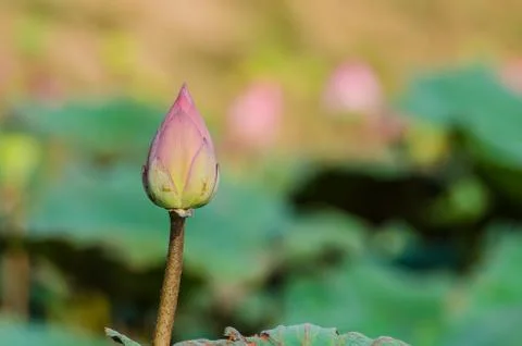 Lotus Fotos de archivo