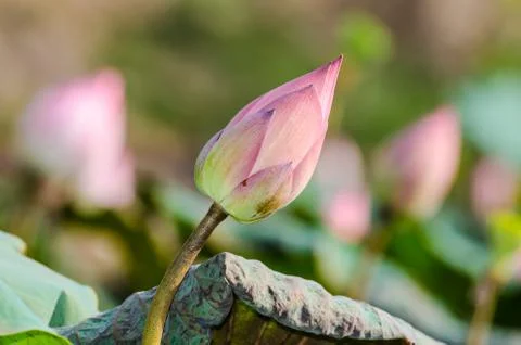 Lotus Fotos de archivo