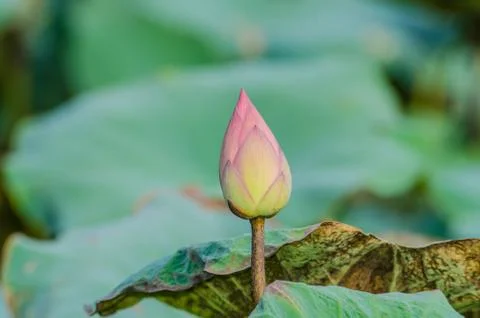 Lotus Fotos de archivo