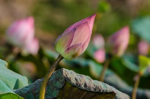 Lotus Fotos de archivo