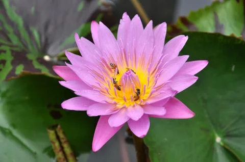 Lotus Stock Photos