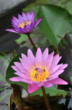 Lotus Stockfoto's
