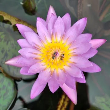 Lotus Stock Photos