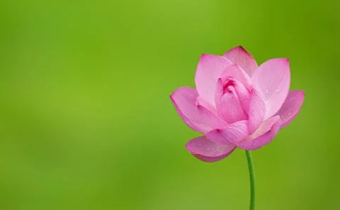 Lotus Stock Photos