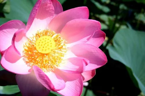 Lotus Stock Photos
