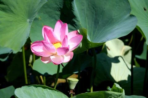Lotus Stock Photos