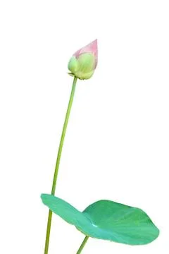 Lotus Stock Photos