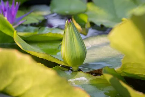 Lotus Stock Photos