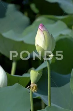Lotus Stock Photos