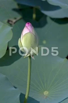 Lotus Stock Photos
