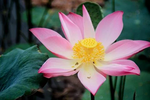 Lotus Foto stock