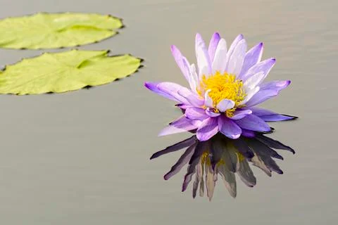Lotus Foto stock