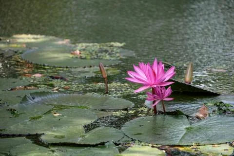 Lotus Stock Photos