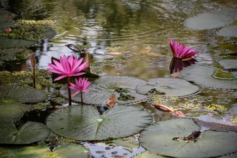 Lotus Stock Photos