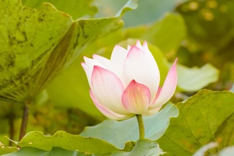 Lotus Foto stock