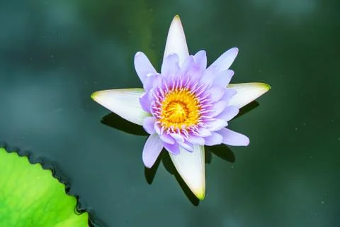 Lotus Foto stock