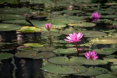 Lotus Stock Photos