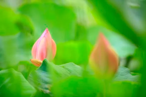 Lotus Stock Photos