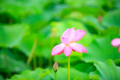 Lotus Stock Photos