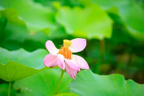 Lotus Stock Photos