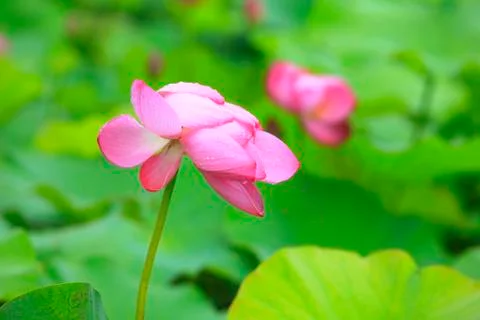 Lotus Stock Photos