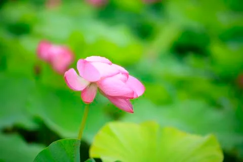 Lotus Stock Photos