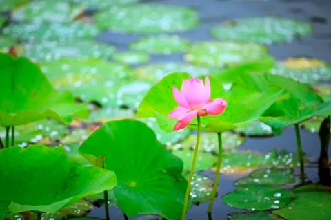 Lotus Stock Photos