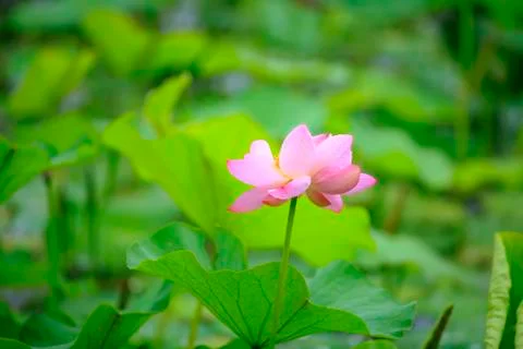 Lotus Stock Photos