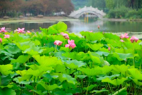 Lotus Stock Photos