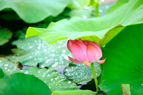 Lotus Stock Photos