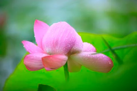 Lotus Stock Photos