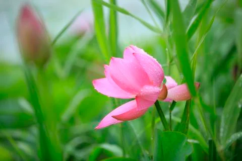 Lotus Stock Photos